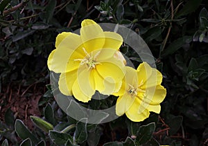 Yellow flowers of common Evening Primrose.