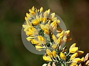 Yellow flowers of common gorse