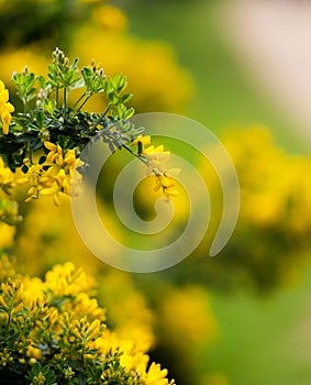 Yellow flowers of the common gorse bush with a blurry background