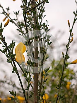 Yellow flowers of common gorse or Ulex europaeus known