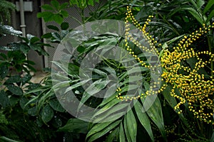 Yellow flowers of Neanthe bella palm / Chamaedorea elegans photo