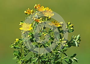 Yellow flowers of common or perforate St John`s wort, Hypericum perforatum