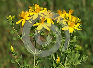 Yellow flowers of common or perforate St John`s wort plant, Hypericum perforatum