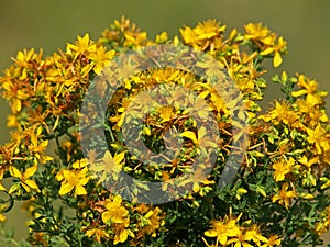 Yellow flowers of common or perforate St John`s wort plant, Hypericum perforatum