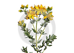 Yellow flowers of common or perforate St John`s wort plant isolated on white, Hypericum perforatum