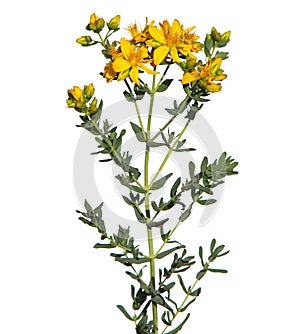 Yellow flowers of common or perforate St John`s wort plant isolated on white, Hypericum perforatum