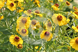 Yellow flowers of common sneezeweed or Helenium autumnale