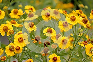 Yellow flowers of common sneezeweed or Helenium autumnale photo