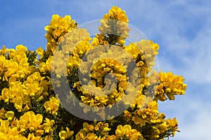 Yellow flowers on a common whin bush or gorse displaying their full spring glory in County Down Northern Ireland. These heavily th