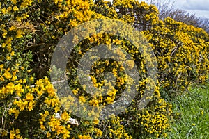 Yellow flowers on a common whin bush or gorse displaying their full spring glory in County Down Northern Ireland. These heavily th