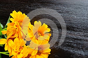 Yellow flowers composition on wooden background. Spring, easter, bithday