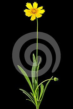 Yellow flowers of coreopsis Coreopsis lanceolata, isolated on black background