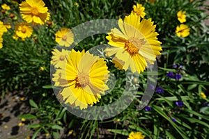 Yellow flowers of Coreopsis lanceolata