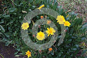 The Yellow flowers from the Coreopsis lanceolata plant