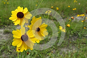 Yellow flowers Coreopsis or Tickseed on meadow