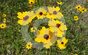 Yellow flowers Coreopsis or Tickseed on meadow
