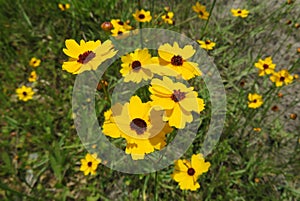 Yellow flowers Coreopsis or Tickseed on meadow