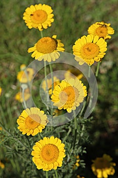Yellow flowers Cota tinctoria
