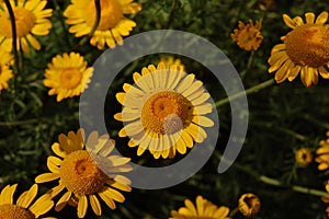 Yellow flowers of Cota tinctoria plants