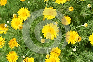 Yellow flowers of Cota tinctoria plants.Golden Marguerite Anthemis tinctoria in meadow