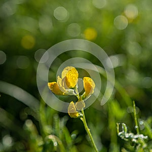 Yellow flowers covered with dew drops on a blurred background of the meadow in the morning light