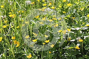 Yellow flowers of creeping buttercup Ranunculus repens plant and green grass in meadow