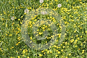 Yellow flowers of creeping buttercup Ranunculus repens plant and green grass in meadow