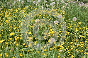 Yellow flowers of creeping buttercup Ranunculus repens plant and green grass in meadow