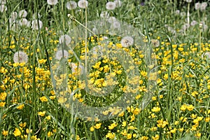Yellow flowers of creeping buttercup Ranunculus repens plant and green grass in meadow