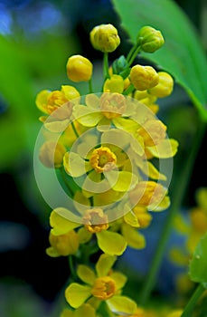 Yellow flowers of Creeping grape, Berberis aquifolium var. repens