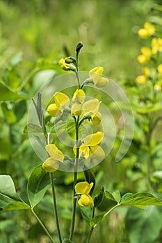 Yellow flowers of Crotalaria juncea