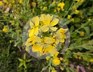 Yellow flowers of Crotalaria juncea, also known as buckwheat