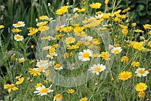 Yellow flowers of Crown daisy Glebionis coronaria, syn. Chrysanthemum coronarium in garden