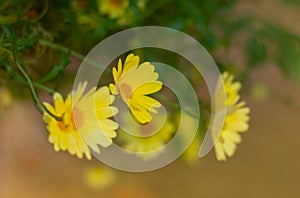 yellow flowers Dahlberg daisy close up in the garden