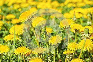 Yellow flowers of dandelion on meadow field in sunny day selective focus