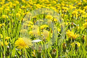 Yellow flowers of dandelion on meadow field in sunny day selective focus