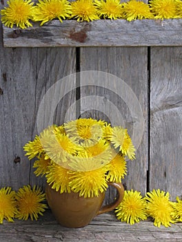 Yellow flowers dandelions