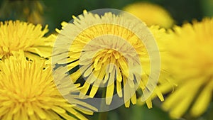 Yellow flowers of dandelions on a background of green grass.