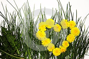 Yellow flowers of dandelions in the form of a heart on the green grass