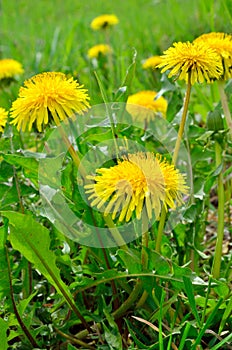 Yellow flowers dandelions among green grass on a lawn