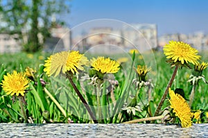 Yellow flowers dandelions among green grass on a lawn