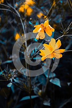 Yellow flowers, dark aqua color combined background