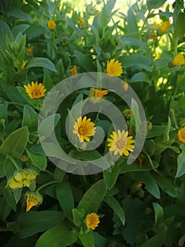 Yellow  Flowers, Dasies