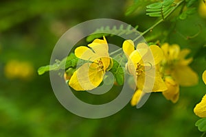 Yellow flowers of Desert Cassia or Senna polyphylla close up