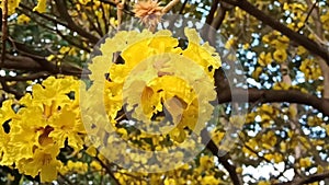 Yellow flowers with detail in the center of a flowered tree