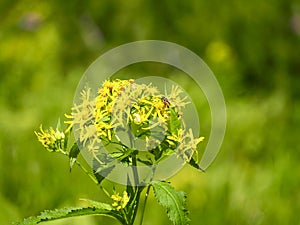 Yellow flowers