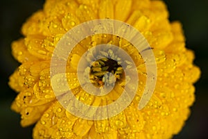 yellow flowers with dew drops in spring