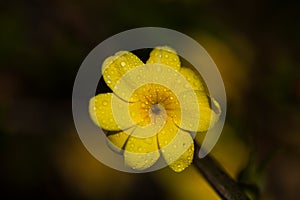 yellow flowers with dew drops in spring