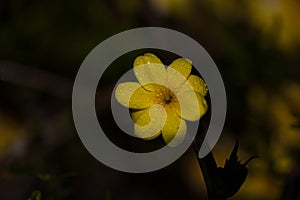 yellow flowers with dew drops in spring