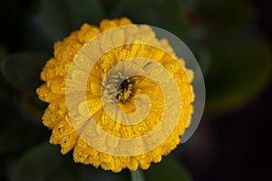 yellow flowers with dew drops in spring